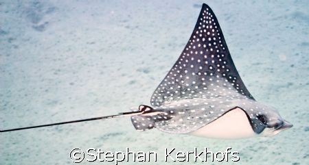 Eagle Ray taken in Naa'ma bay canon 100mm no flash by Stephan Kerkhofs 